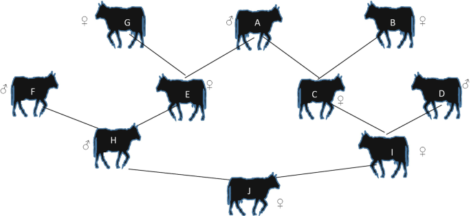 A genealogical pattern presents the male and female cattle labeled from A through J. The cattle are connected through dark lines. Cattle that are labeled A, D, F, and H are male, while others are female cattle.