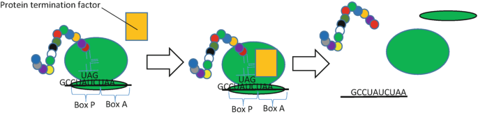 A schematic of the translation termination. The ribosomal subunit with P and A sites consists of the amino acid corresponding to the U A G codon. The binding of the protein termination factor induces the release of the polypeptide chain and the dissociation of the ribosomal subunits.