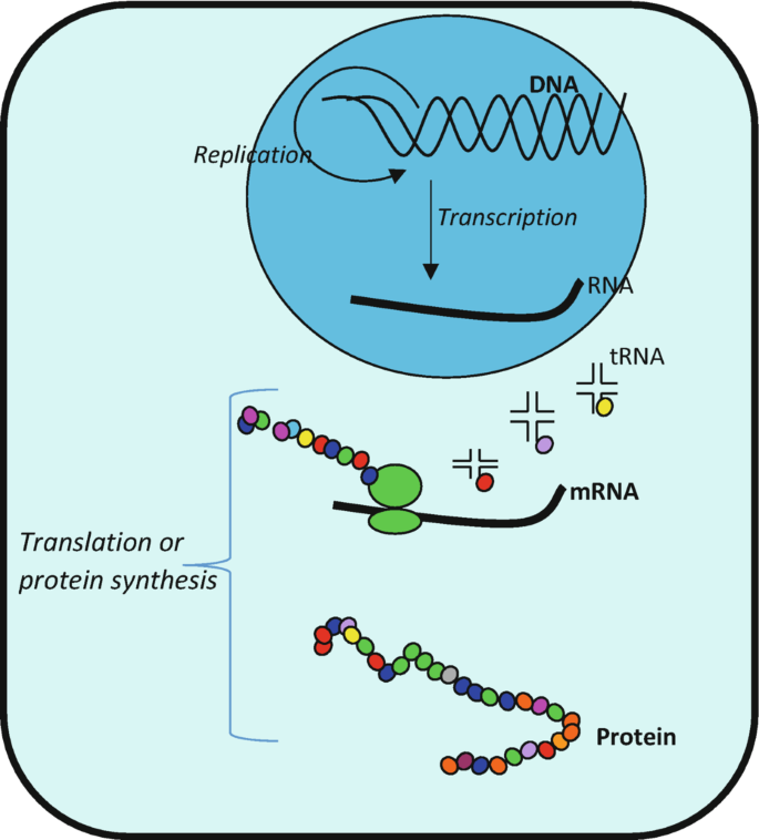 A central dogma of molecular biology in eukaryotic cells involves D N A replication and transcription to form R N A. m R N A with ribosomes matches the codons with complementary anticodons on t R N A, thereby linking amino acids together in a sequence to form a protein during the translation process.