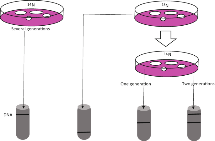 A Meselson and Stahl experiment involves growing E. coli bacteria in a medium containing 14 N and allowing them to incorporate 15 N into their D N A. Later, the medium is shifted to 14 N, resulting in the newly synthesized D N A forming bands at different positions based on their densities.
