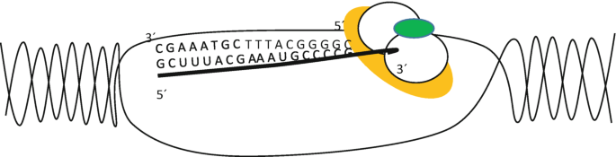 A schematic of m R N A elongation. R N A polymerase binds to a promoter region in a D N A sequence, unwinds the D N A double helix, and exposes the template strand. R N A synthesis occurs in the 5 prime to 3 prime directions, with nucleotides added to the 3-prime end of the growing m R N A molecule.