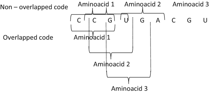 A schematic of the genetic code for D N A sequence C C G U G A C G U involves 3 amino acids. The sequence for non-overlapping code reads C C G, U G A, and C G U, each corresponding to a separate codon. In an overlapping code, the sequence can be read as C C G, C G U, and G U G, with overlaps.