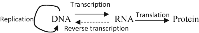A central dogma of molecular biology states that D N A undergoes self-replication and synthesizes R N A through transcription. The translation process carries the m R N A information and synthesizes a protein. R N A is converted back to D N A through reverse transcription.
