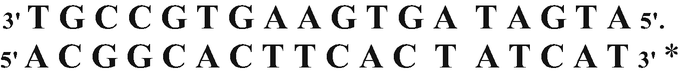 A genetic sequence of TGCCGTGAAGTGATAGTA, oriented from 3 prime to 5 prime directions, pairs with its complementary strand with the nucleotide sequence ACGGCACTTCACTATCAT, oriented from 5 prime to 3 prime directions.