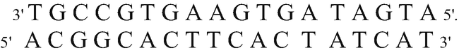 A genetic sequence of TGCCGTGAAGTGATAGTA, oriented from 3 prime to 5 prime directions, pairs with its complementary strand with the nucleotide sequence ACGGCACTTCACTATCAT, oriented from 5 prime to 3 prime directions.