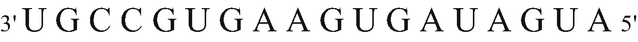 A genetic sequence of UGCCGUGAAGUGAUAGUA, oriented from 3 prime to 5 prime directions.