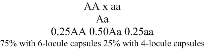 A diagram has the following text: A A crosses with a a gives A a. 0, 25 A A 0, 50 A a 0, 25 a a. Below is the text that reads, 75 percent with 6 locule capsules25 percent with 4 locule capsules.