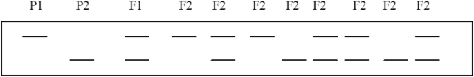 A rectangular box with columns P 1, P 2, F 1, and 8 F 2s with progenitor lines below.