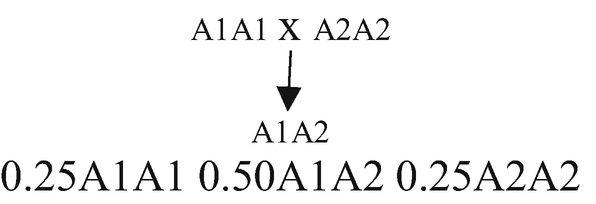 A text. A 1 A 1 crosses with A 2 A 2 yields A 1 A 2. Below is the text that reads, 0.25 A 1 A 1 0.50 A 1 A 2 0.25 A 2 A 2.
