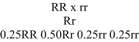 A text. R R crosses with r r yields R r. The below line reads 0.25 R R 0.50 R r 0.25 r r 0.25 r r.
