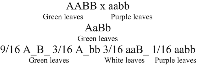 Lines of text. A A B B crosses with a a b b that has green leaves and purple leaves, respectively. They yield A a B b with green leaves. The below line reads 9 by 16 A underscore B underscore 3 by 16 A underscore b b with green leaves, 3 by 16 a a B underscore with white leaves, 1 by 16 a a b b with purple leaves.