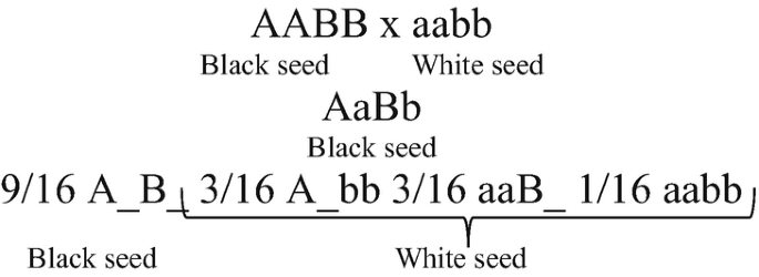 Lines of text. A A B B with black seed crosses with a a b b with white seed yields A A B b with black seed. The below line reads 9 by 16 A underscore B underscore 3 by 16 A underscore b b with black seed and 3 by 16 a a B underscore 1 by 16 a a b b with white seed.