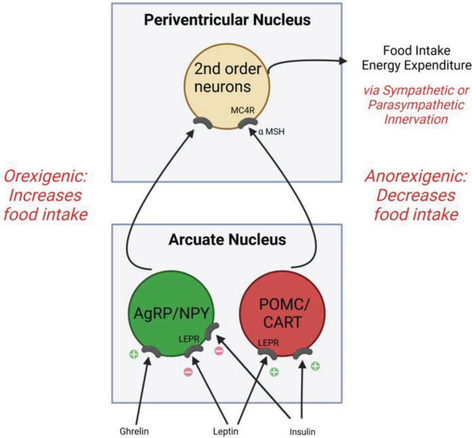 An illustration of the connection between the periventricular nucleus and the arcuate nucleus. Orexigenic conditions increase food intake and anorexigenic conditions reduce food intake. The N P Y and CART sent signals to the second-order neurons to release food intake energy expenditure.