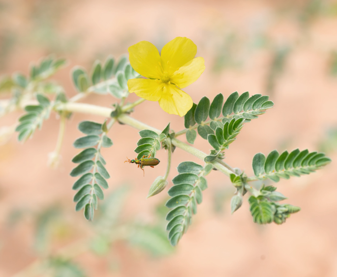 A close-up photograph of the Tribulus omanense plant exhibits a five-petaled flower in a cup shape, with 3 to 7 pairs of leaflets per leaf attached to the stem.