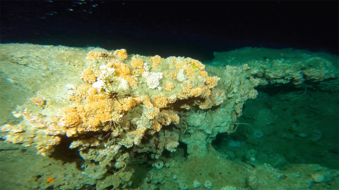 A photograph of the coral reefs exhibits the thick corymbose bushes in the deepwater against the dark background.