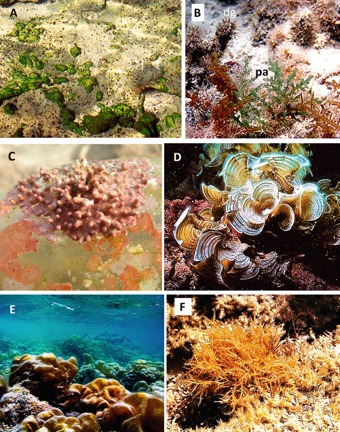 Six close-up photos. A. A rock with sediments of Cladophoropsis fasciculata. B to F. Rocks with dense colonies of seaweed, including Palisada perforata, Digenea simplex, Padina boergesenii, and Colpomenia sinuosa. They exhibit inflated and branching nodules.