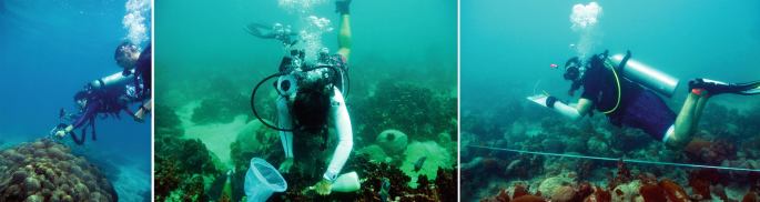 Three photos represent the scientists with attached oxygen cylinders carrying a net and testing the coral reefs and other organisms growing in the deep sea.