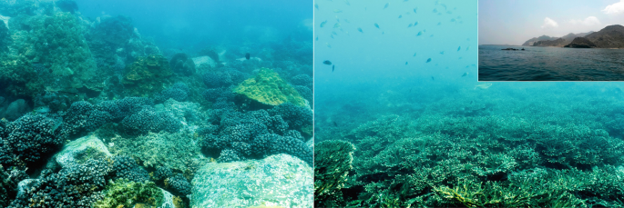 2 photos of the coral reef bushes mounted on the rocks in the deep sea. The second photo with an inset represents the water bodies with mountains in the background.