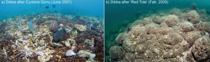 2 photos exhibit the dense growth of cauliflower coral reefs with colonization of algal blooms in the deep sea at Dibba Cyclone Gonu in June 2007 and Dibba after the red tide in February 2009.