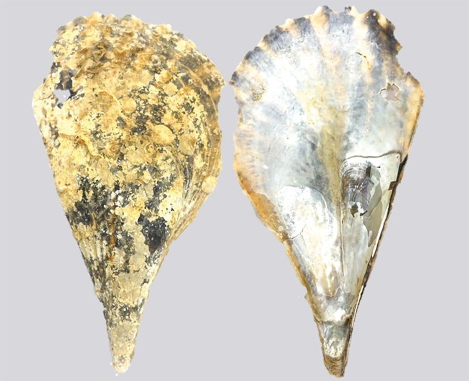 A photo of the outer and inner sides of Pinna muricata. It is roughly conical-shaped.