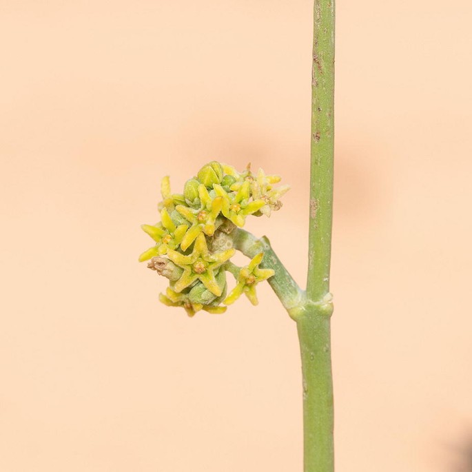 A close-up photo of Leptadenia pyrotechnica flower clusters blooming from a branch.