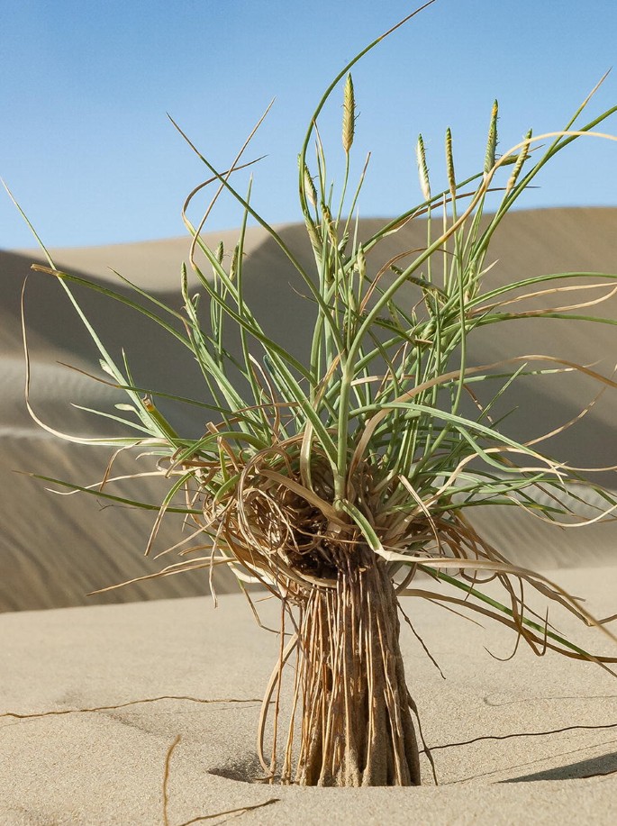 A photo of a grass-like plant, Cyperus conglomeratus, grown in sand.