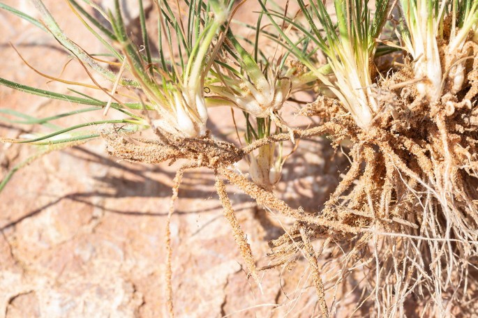 A close-up photo of the muddy roots of Enneapogon desvauxii grasses.
