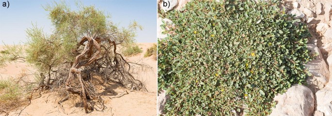2 photos. A, the photo of Haloxylon salicornicum grown on a desert land. B, the photo of Corchorus depressus plants with a few flowers spread on a surface.
