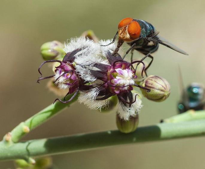 A photo of a Periploca aphylla plant. A fly sits on its flowers.