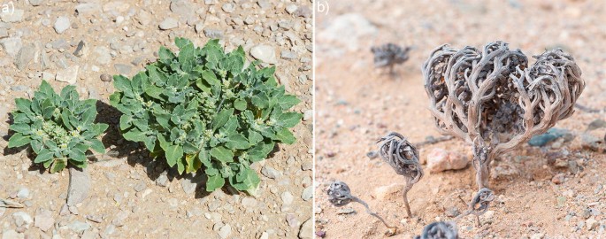 2 photos of the Brassicaceae Anastatica hierochuntica plants. A, the plant has flowers in it. B, the woody branches on the dried plants become incurved to form spherical structures.