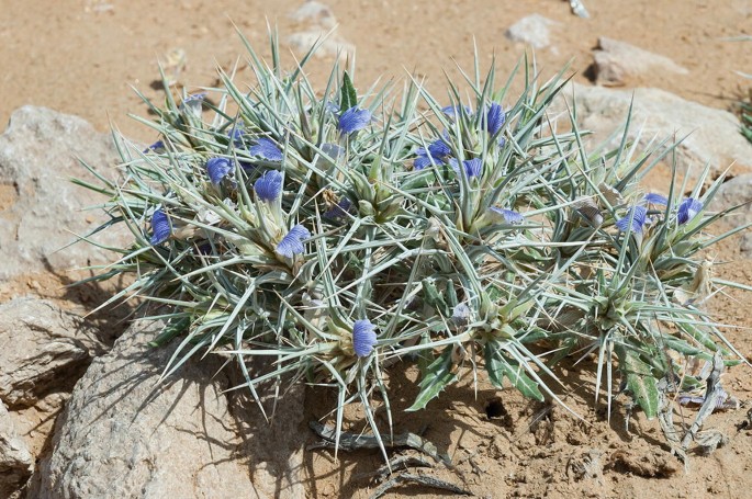 A photo of a Blepharis ciliaris plant with flowers and buds in it.