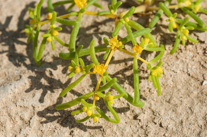 A photo of a creeper, Zygophyllum simplex, with buds and flowers.