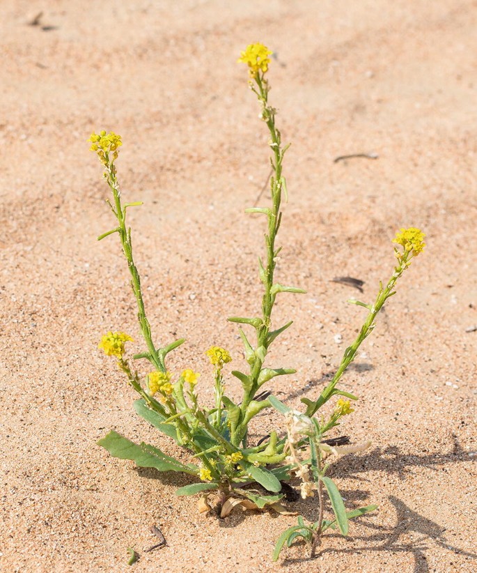 A photo of Schimpera arabica with flowers grown on coastal sands.