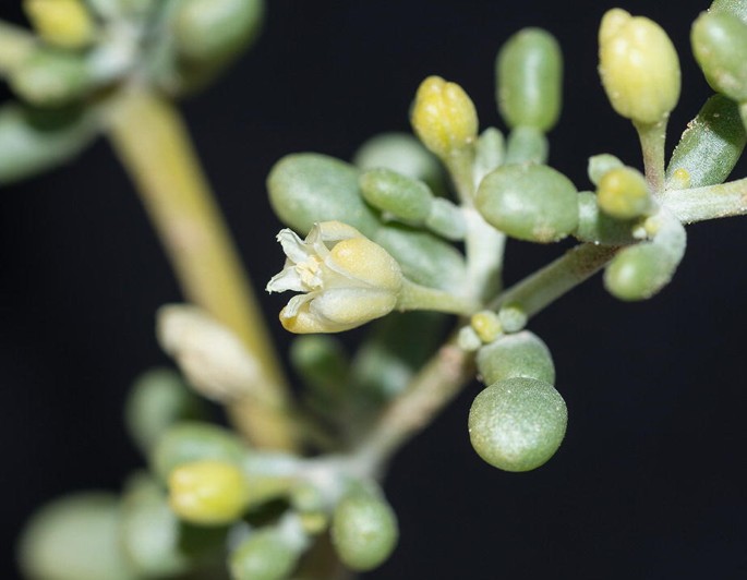 A close-up photo of Zygophyllum qatarense. The leaflets are in pairs, and a flower is about to bloom.