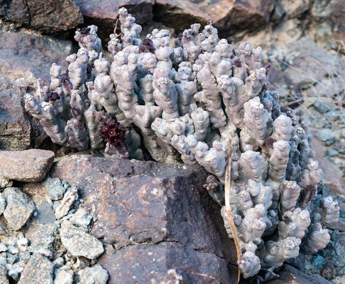 A photo of Caralluma arabica clusters grown near a rock. A bloomed flower is noted.