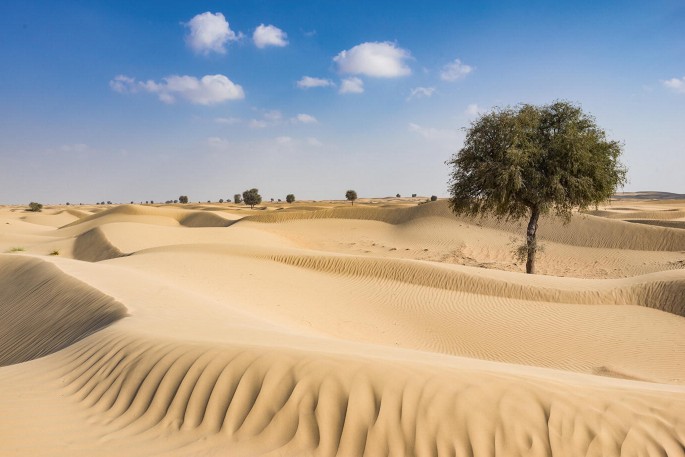 A photo of Prosopis cineraria trees on a desert land.