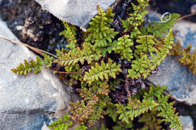 A photo of Cheilanthes pteridioides grown in between the rocks.