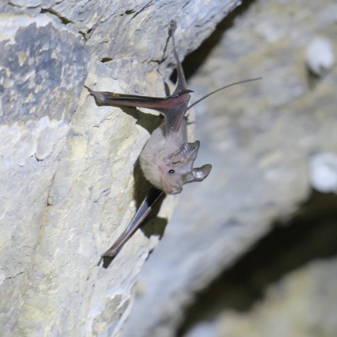 A photo of a mouse-tailed bat.