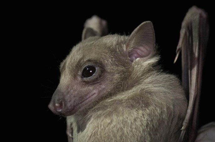 A photo of a fruit bat.