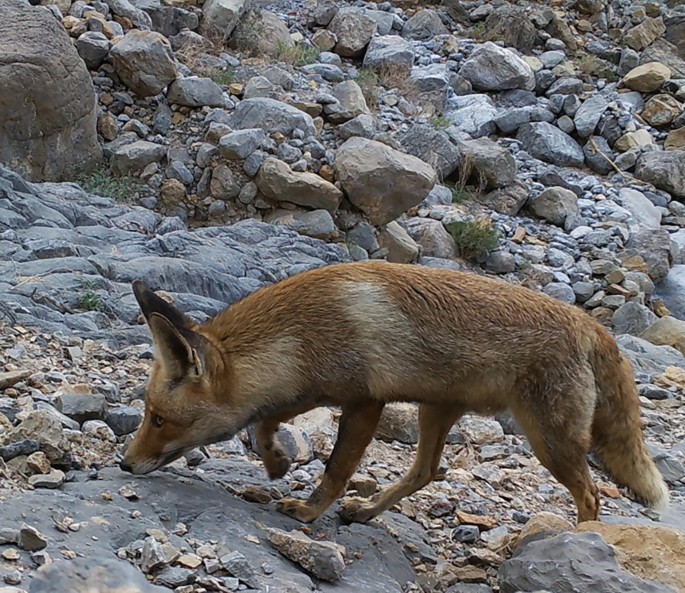 A photo of an Arabian red fox.