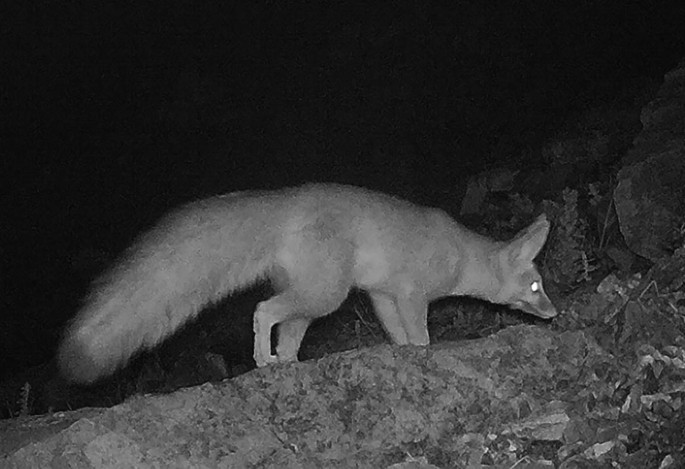 A photo of a fox.