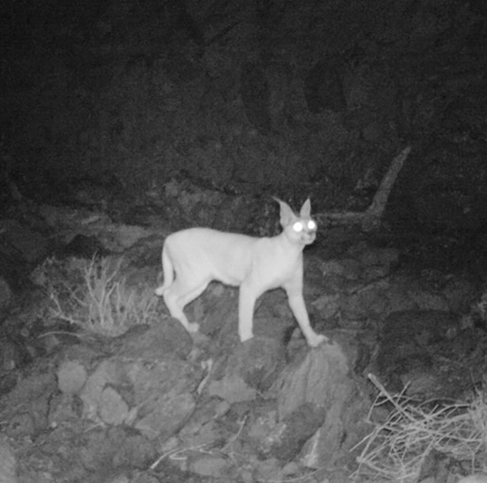 A night-vision photo of a caracal.