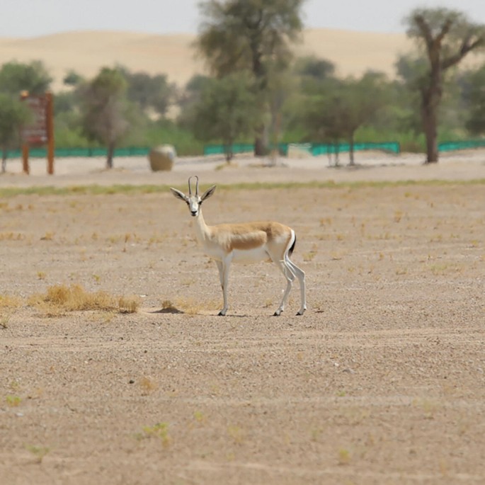 A photo of a sand gazelle.
