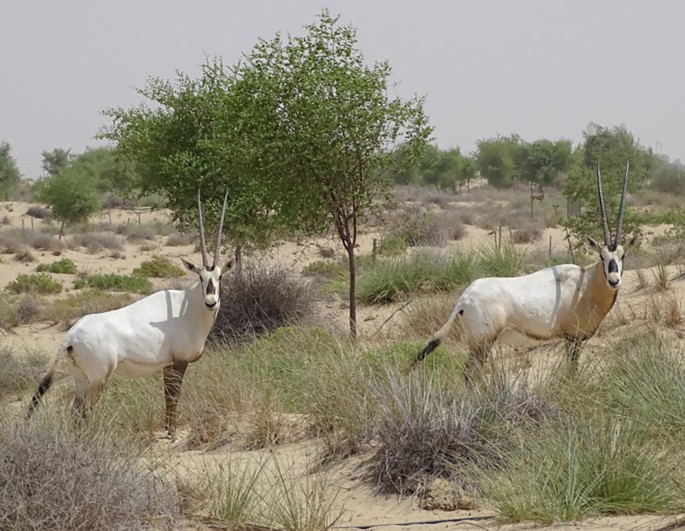 A photo of 2 oryx in a deserted land.
