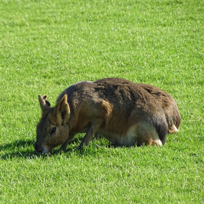 A photo of a Patagonian mara on a grassy field.