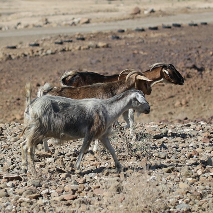 A photo of three feral goats in dry, sandy land.