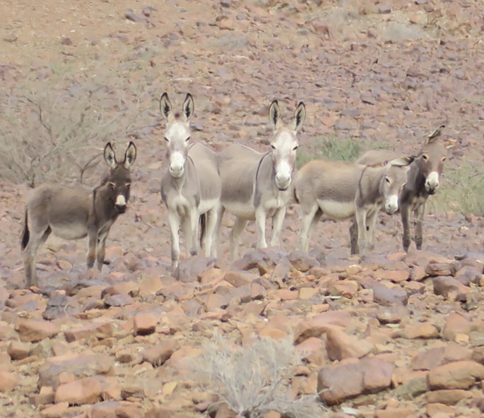A photo of 4 feral donkeys.