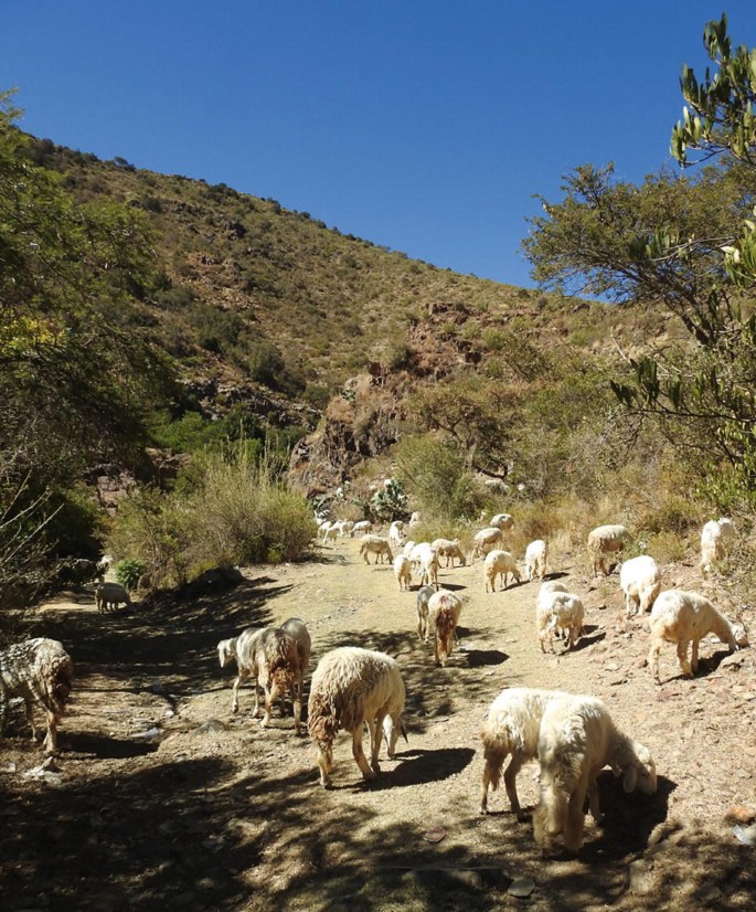 A photo of several sheep grazing in the mountains.