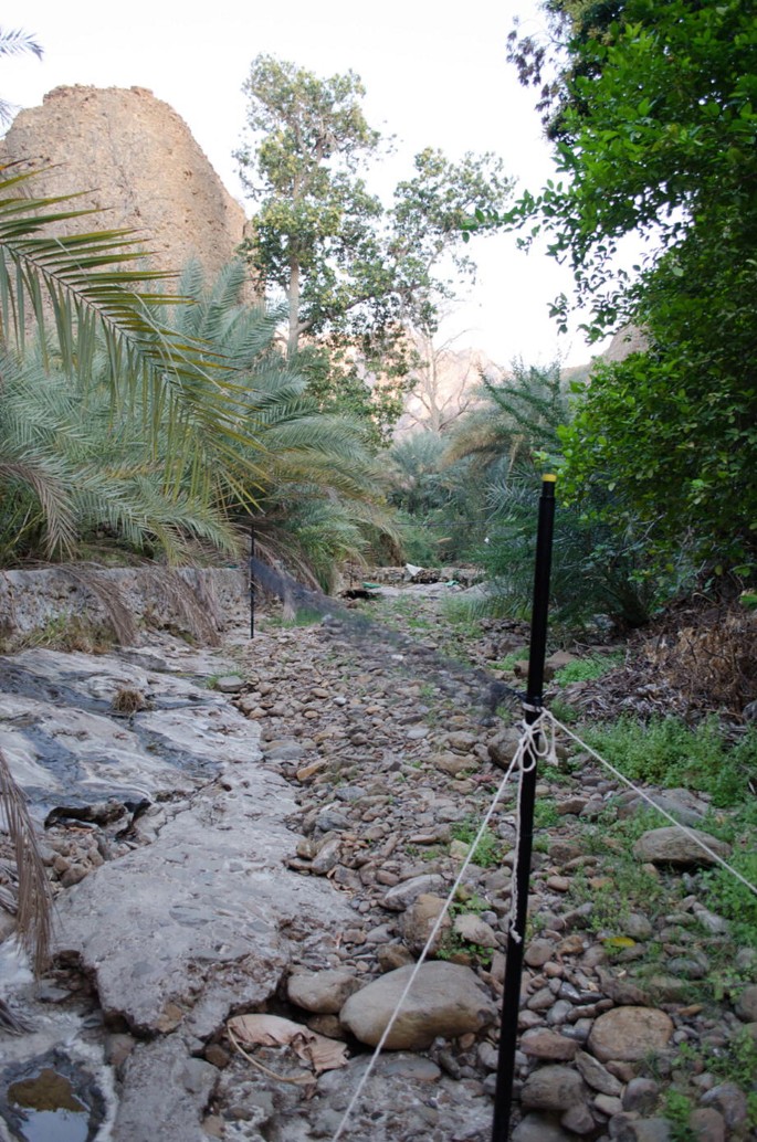 A photo of vegetation where a mistnet trap with poles securing the nets is made.