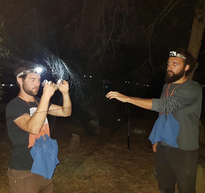 A photo of 2 men with lights attached to their headbands working on bats.